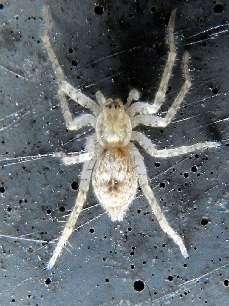 Gnahosidae sp. ?  No, Anyphaena sp. - Venezia Lido